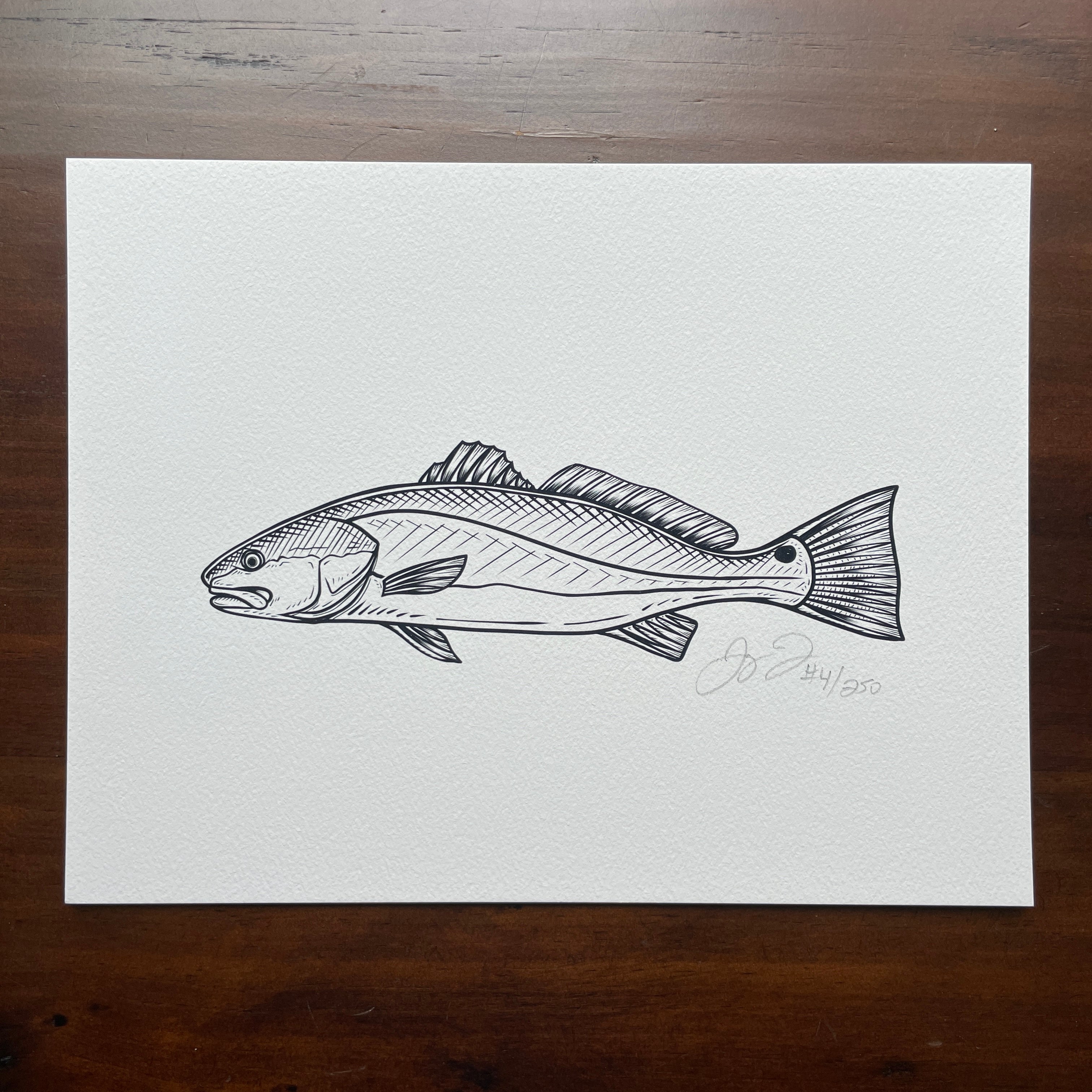 Redfish Sketch Print (מסגרת לאRedfish Sketch Print (מסגרת לא  