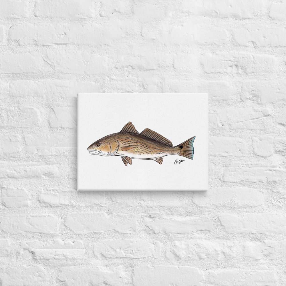 Redfish Canvas Print - Jaybo Art