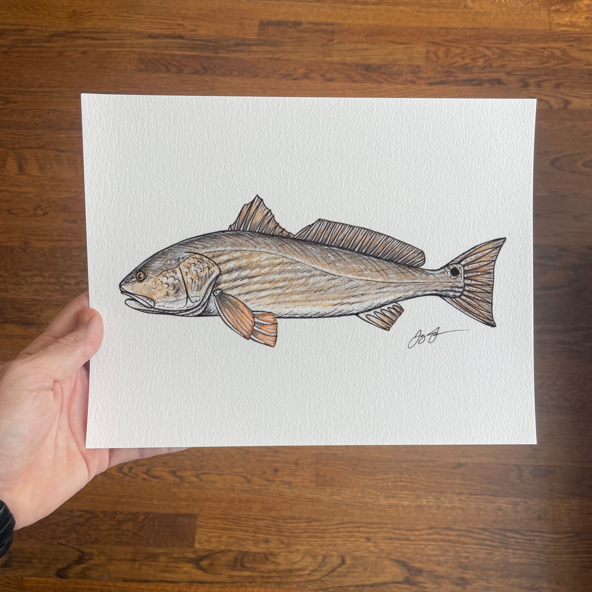 Red Fish Draw How To Draw A Redfish