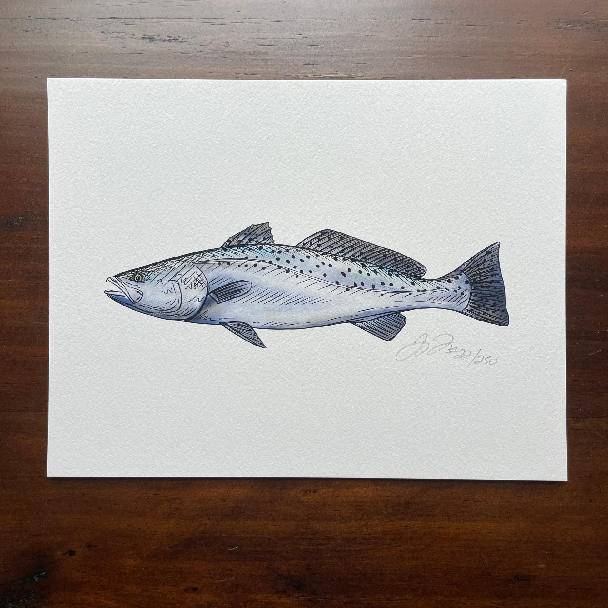 Sea Trout Print – Jaybo Art