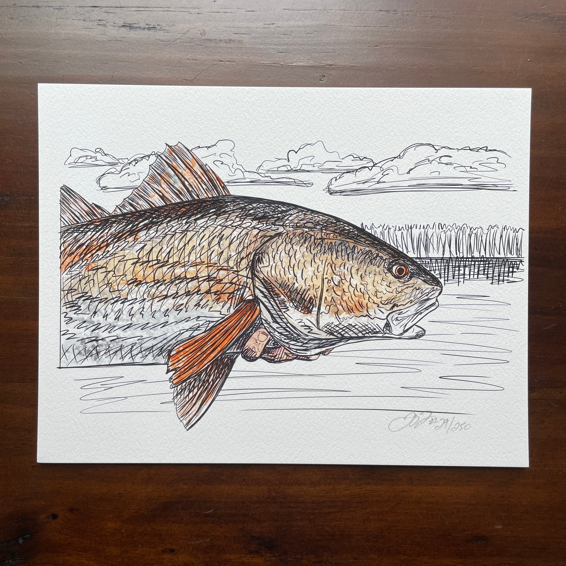Redfish on Fly Print – Jaybo Art