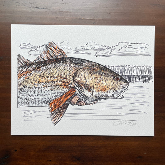 Redfish on Fly Print