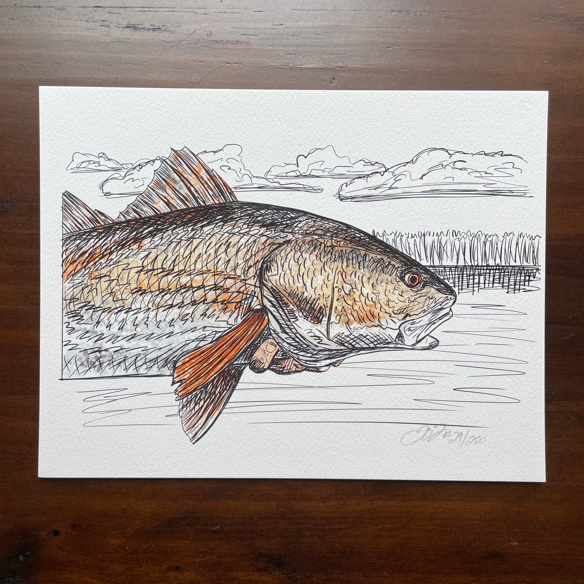 Red Fish Draw How To Draw A Redfish