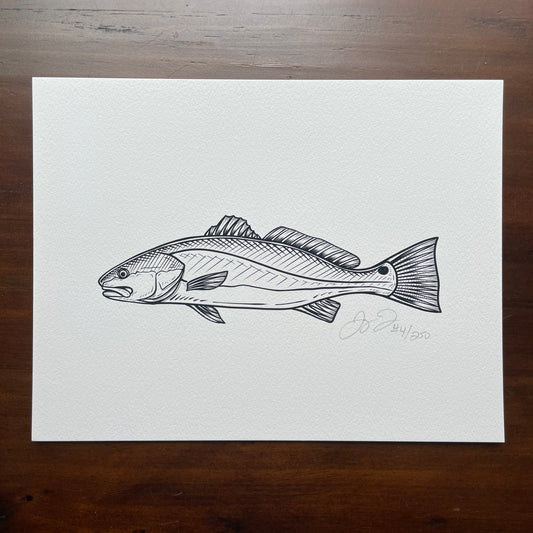 Redfish Sketch Print (Frame not included)